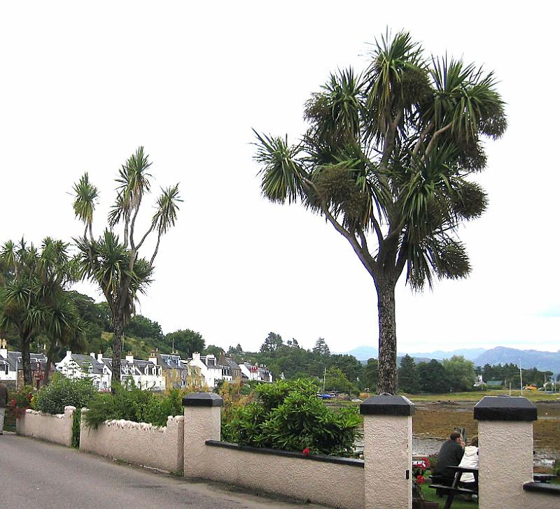 TREES on west coast of Scotland at Plockton palms